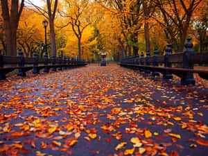 Enjoy The Beauty Of The Autumn Season Wallpaper