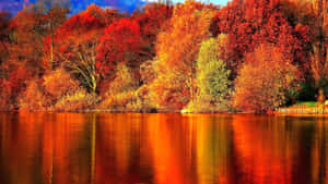 Enjoy The Beauty Of The Fall Season With Trees Turning Vibrant Shades Of Yellow And Orange. Wallpaper