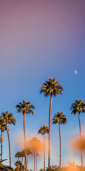 Enjoy The Beauty Of The Nature With A Palm Tree Iphone Wallpaper