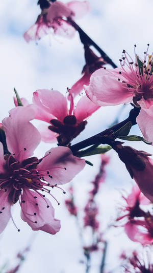 Enjoy The Beauty Of The Season With This Lovely Spring Flower Iphone. Wallpaper