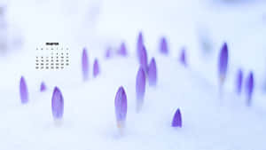 Enjoy The Beauty Of The Spring Season With This March Desktop Wallpaper. Wallpaper