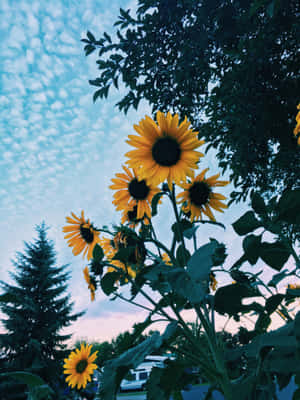 Enjoy The Beauty Of The Sunflower With This Aesthetic Iphone Wallpaper. Wallpaper