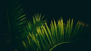 Enjoy The Beauty Of Tropical Leaves On Your Desktop Screen Wallpaper
