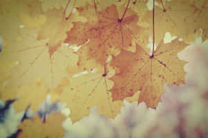 Enjoy The Beauty Of Vintage Fall Wallpaper