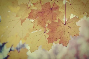 Enjoy The Beauty Of Vintage Fall Wallpaper