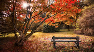 Enjoy The Breeze Of Fall Wallpaper