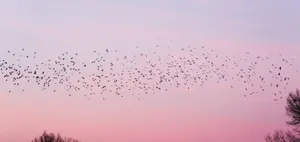 Enjoy The Brilliant Colors Of A Majestic Sunset Over A Tranquil Lake Wallpaper