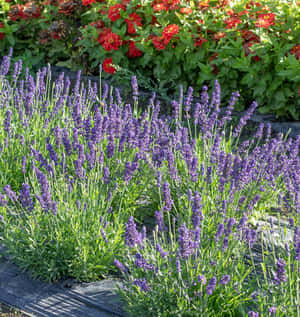 Enjoy The Calming Colour Of Lavender Blue In This Beautiful Nature Scene. Wallpaper