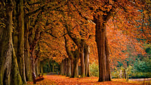 Enjoy The Changing Colors Of Autumn Wallpaper