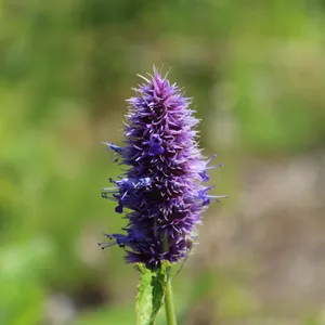 Enjoy The Classic Flavor Of Purple Licorice Wallpaper