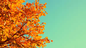 Enjoy The Colors Of Autumn With This Adorable Desktop Background Wallpaper