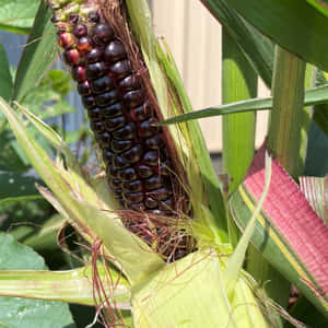 Enjoy The Delightful Taste Of Purple Corn Wallpaper