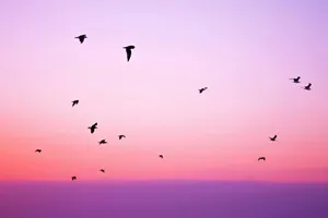 Enjoy The Enchanting Beauty Of Pastel Summer. Wallpaper