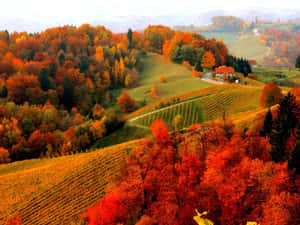 Enjoy The Fall Foliage From A Rocky Peak Wallpaper