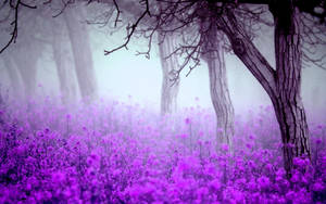 Enjoy The Floral Beauty Of A Beautiful Purple Flower Wallpaper