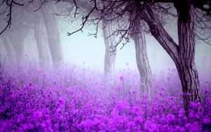 Enjoy The Floral Beauty Of A Beautiful Purple Flower Wallpaper