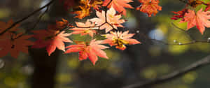 Enjoy The Foliage Of Fall Wallpaper