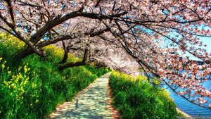 Enjoy The Fresh Blooms Of Beautiful Spring Wallpaper