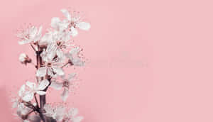 Enjoy The Freshness Of Spring With Lovely Pink Cherry Blossom. Wallpaper