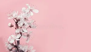 Enjoy The Freshness Of Spring With Lovely Pink Cherry Blossom. Wallpaper