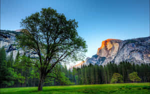 Enjoy The High Sierra's Natural Beauty Wallpaper