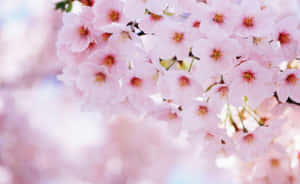 Enjoy The Japanese Spring By Admiring Delicate Sakura Blossoms Wallpaper