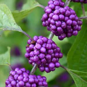 Enjoy The Juicy Sweetness Of Purple Berries Wallpaper