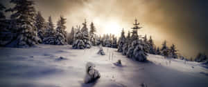 Enjoy The Lush Beauty Of A Winter Wonderland Wallpaper