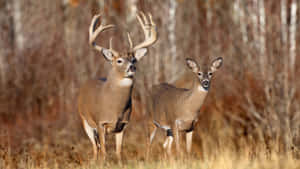 Enjoy The Majestic Beauty Of A White-tailed Deer In Nature Wallpaper