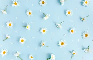 Enjoy The Marigold Sunset In The Desert. Wallpaper