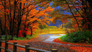 Enjoy The Mesmerizing Colors Of Fall Wallpaper