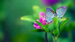 Enjoy The Natural Beauty Of The Butterfly Garden Wallpaper