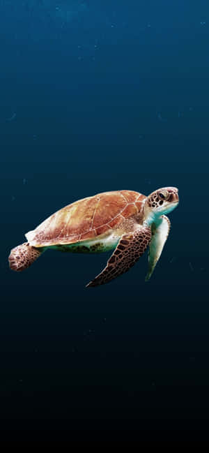 Enjoy The Natural Wonders Of The World From The Comfort Of Home With Turtle Iphone Hd Wallpaper