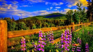 Enjoy The New Season Of Life With Simple Spring Wallpaper