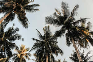 Enjoy The Peace And Beauty Of Palm Trees On Your Desktop. Wallpaper