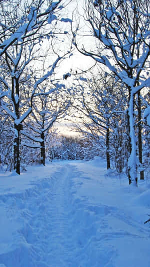 Enjoy The Peaceful Beauty Of Nature In Winter With Your Iphone Wallpaper