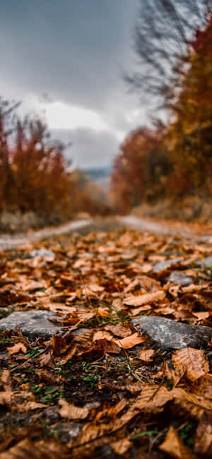 Enjoy The Perfect Fall Scenery, With The Crisp Autumn Leaves Gently Falling All Around Wallpaper