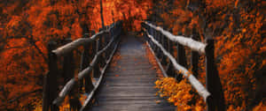 • Enjoy The Season Of Autumn In All Its Colors Wallpaper