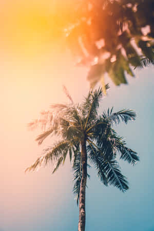 Enjoy The Season Of Summertime! Wallpaper