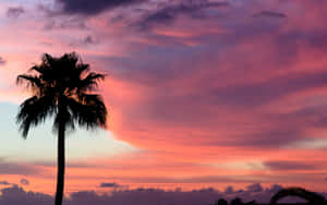 Enjoy The Serenity Of A Caribbean Beach With These Beautiful Palm Trees Wallpaper