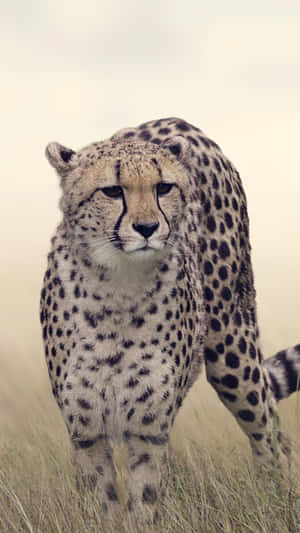 Enjoy The Sleek, Chic Look Of The New Cheetah Iphone. Wallpaper