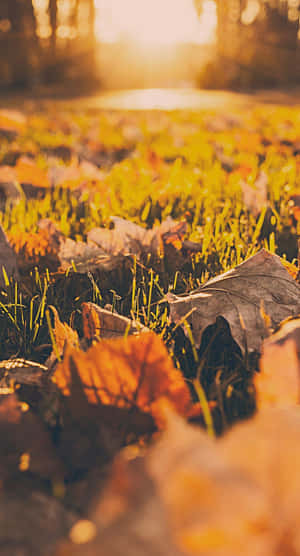 Enjoy The Splendour Of Autumn With The Iphone 6 Plus Wallpaper