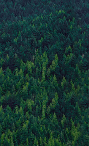 Enjoy The Stunning Beauty Of Nature With A Trees Iphone Wallpaper