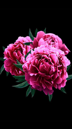 Enjoy The Stunning Bloom Of Pink Peony Flowers With The Vibrant Colors Of Your Iphone Wallpaper
