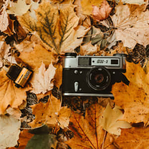 Enjoy The Stunning Colors Of The Vintage Fall In Nature Wallpaper