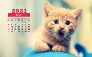 Enjoy The Sunshine With This Adorable Kitten In July! Wallpaper