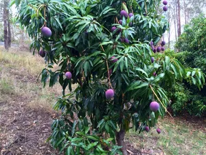 Enjoy The Sweet Taste Of Blue Mango Wallpaper