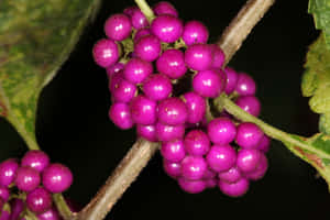 Enjoy The Sweet Taste Of Deliciously Ripe Purple Berries. Wallpaper