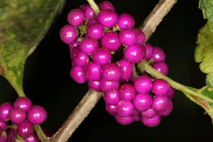 Enjoy The Sweet Taste Of Deliciously Ripe Purple Berries. Wallpaper