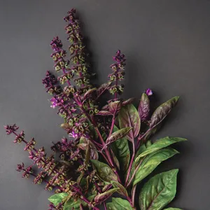 Enjoy The Sweet Taste Of Purple Licorice Wallpaper